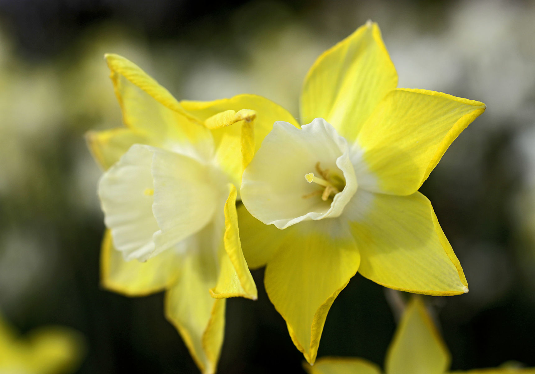 Tulsa Botanic Garden